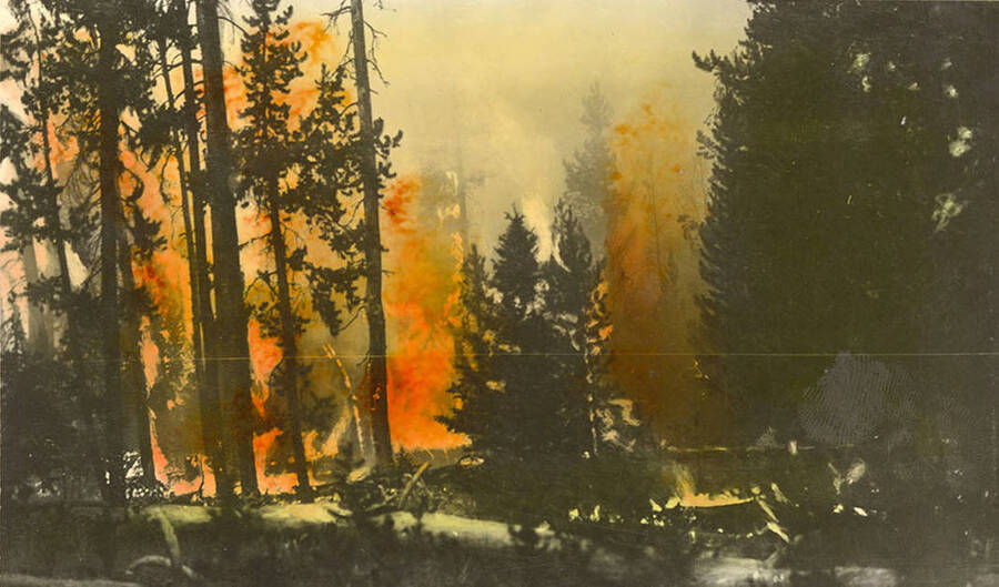 Photo of a forest fire. Writing below the photo reads: '!!! Forest Fire !!!'. Tinted photo.