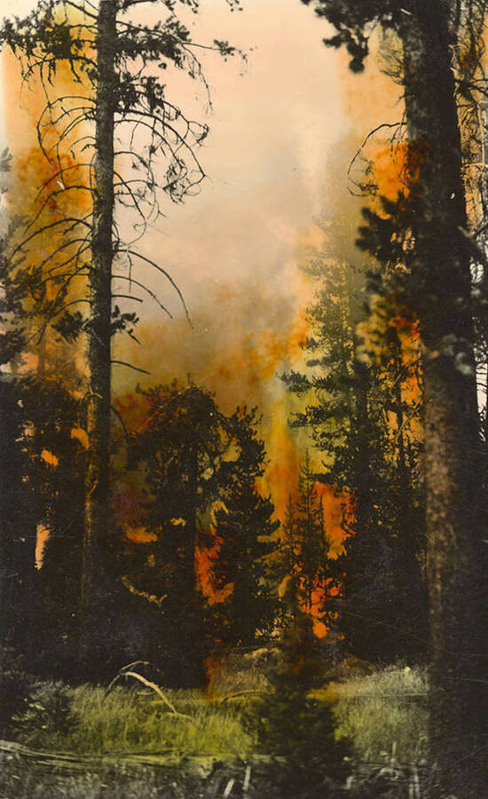 Photo of a forest fire. Writing below the photo reads: 'Forest Fire!'.