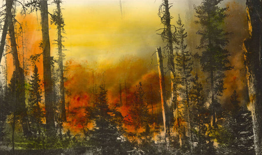 Photo of a forest fire. Writing below the photo reads: 'Forest Fire!'.