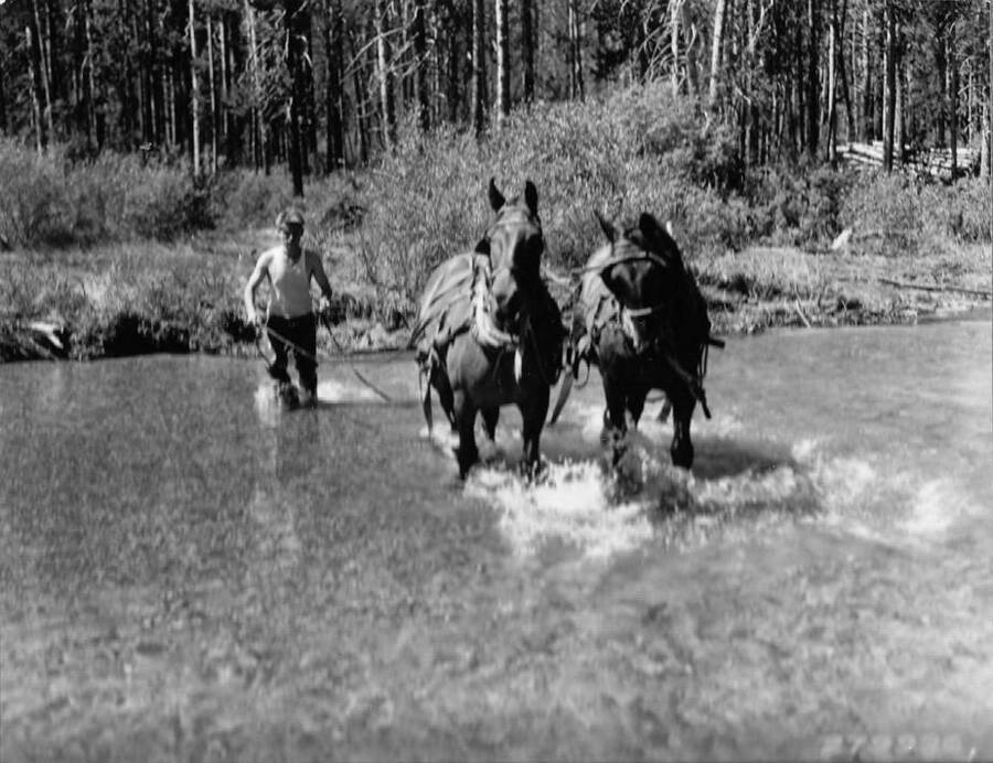 A CCC man directs a pair of draft horses through a creek upstream of the bridge being built at Redfish Lake. The team is pulling logs from the water. A pile of logs can be seen in the background. Back of photo reads: 'Pulling driftwood from stream above bridge site, Redfish Lake Camp, Sawtooth National Forest, Idaho. Taken by K.D. Swan 1933.'