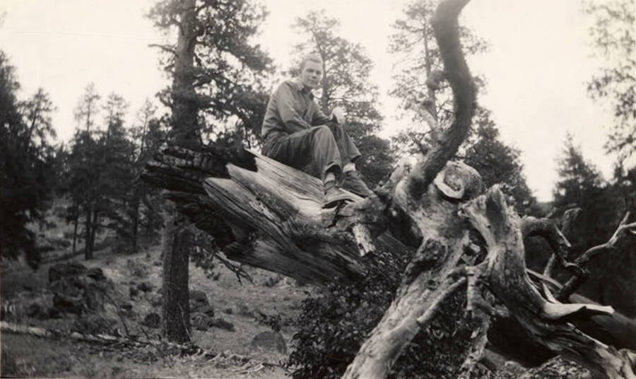 A CCC man, identified as Mike McKinney, sitting on top of an uprooted tree. Writing under the photo reads: 'Me'.