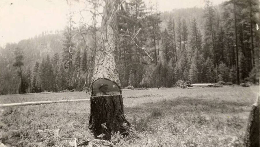Photo of a falling tree. Writing under the photo reads: 'Timber!!'.