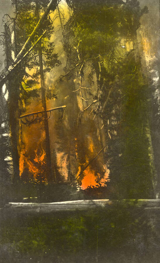 Photo of a forest fire. Writing under the photo reads: 'Fire!'. Tinted Photo.