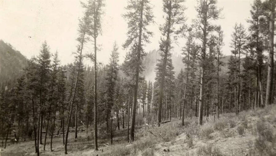Photo of a forest with smoke rising through the trees.