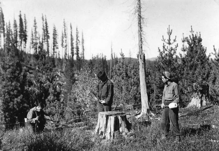 Group of CCC men from CCC Camp F-42, near Fernwood, Idaho, pulling ribes to prevent blister rust in the St. Joe National Forest. Back of photo reads: 'Ribes pulling crew from camp F-42 in action, St. Joe National Forest. Idaho. Taken by K.D. Swan 1933.'
