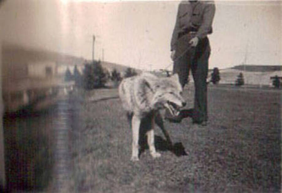 A CCC enrollee holds a canid on a leash at a CCC camp. The animal is either a coyote, small wolf, or dog.