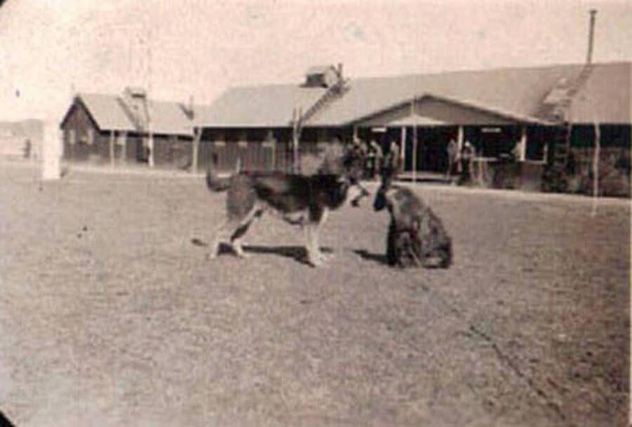 A german shepard mix stands and barks at a seated animal (bear or other canid?) on a long chain in front of a building at a CCC Camp.