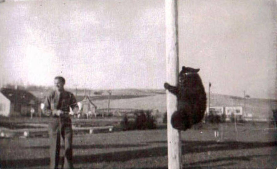 A CCC man stands next to a collared bear climbing on a pole in a CCC camp.