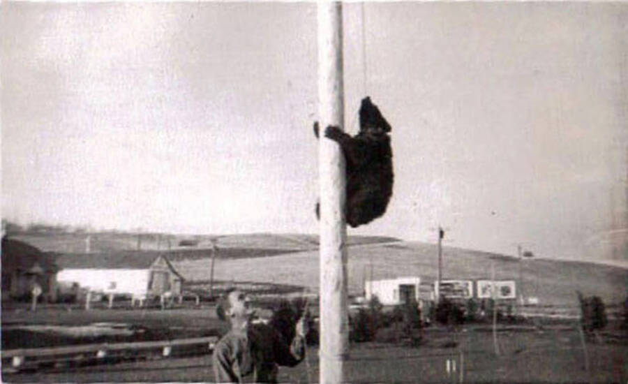 A CCC man stands next to a collared bear climbing on a pole in a CCC camp. Writing on the bottom right hand corner of the photo reads: 'Photo by Leo's Studio'.