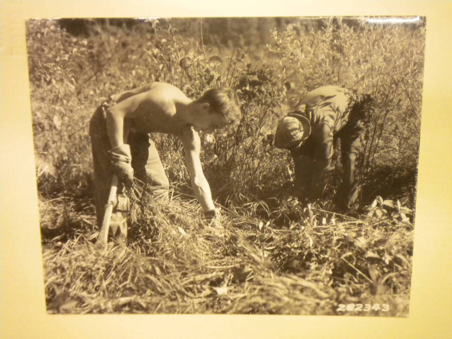 Enrollees from Camp F-44 grubbing out Ribes on Merry Creek as blister rust control measure. Two men can be seen bent over clearing the roots from the ground.