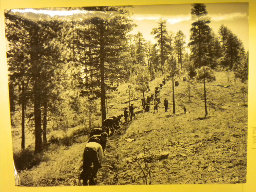 Enrollees being trained in fire line construction at Boise National Forest, near Idaho City. A long line of men can be seen through the forest, working on the construction.