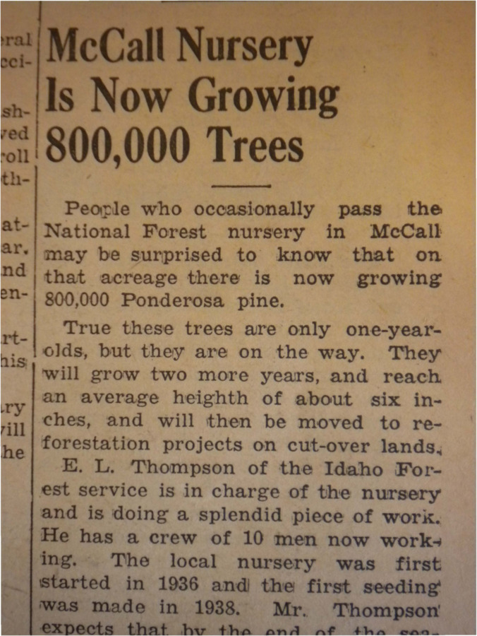 Story about E.L. Thompson's forestry growth project, in which he and his 10 workers have grown 800,000 trees at their nursery for reforestation.