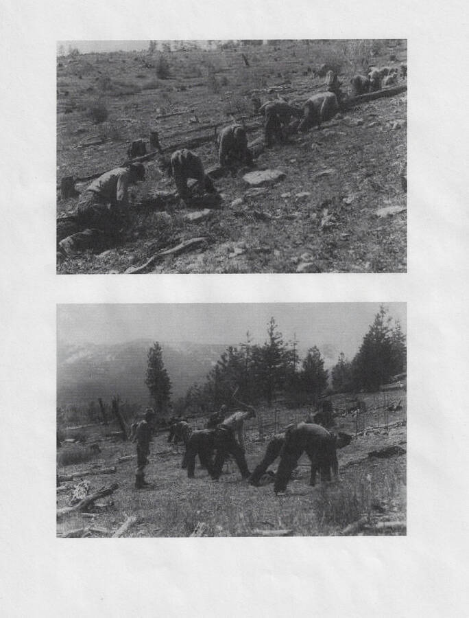 Two photographs showing enrollees planting of yellow pine on burned and cut over land nine miles north of Bonners Ferry, May 5, 1938
