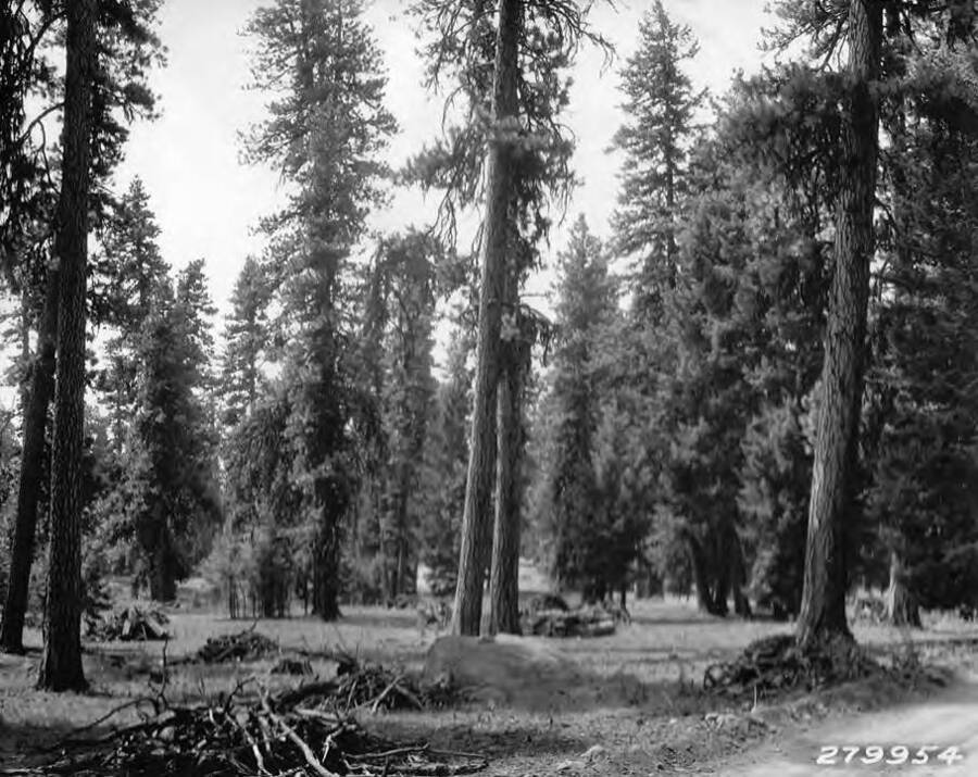 Roadside cleanup on road to Brundage Lookout, Payette National Forest, Idaho. Material piled and ready to burn. Cleanup by boys from State CCC Camp at McCall, Idaho.