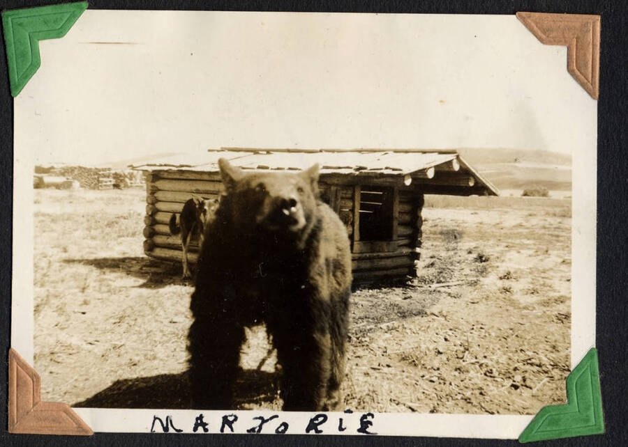 Bear, captioned 'Marjorie,' standing in front of a low shed, SCS-1, C-1503. From the Paul Saft photographic album, SCS-1, C-1503, 1938-39, depicting camp life, taken mostly in the Moscow, Lewiston, Robinson Lake areas.