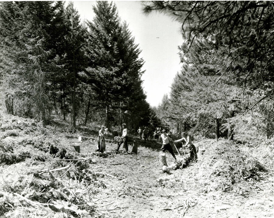 CCC work crew clearing trail through forest, back reads 'Camp Shafer Butte'