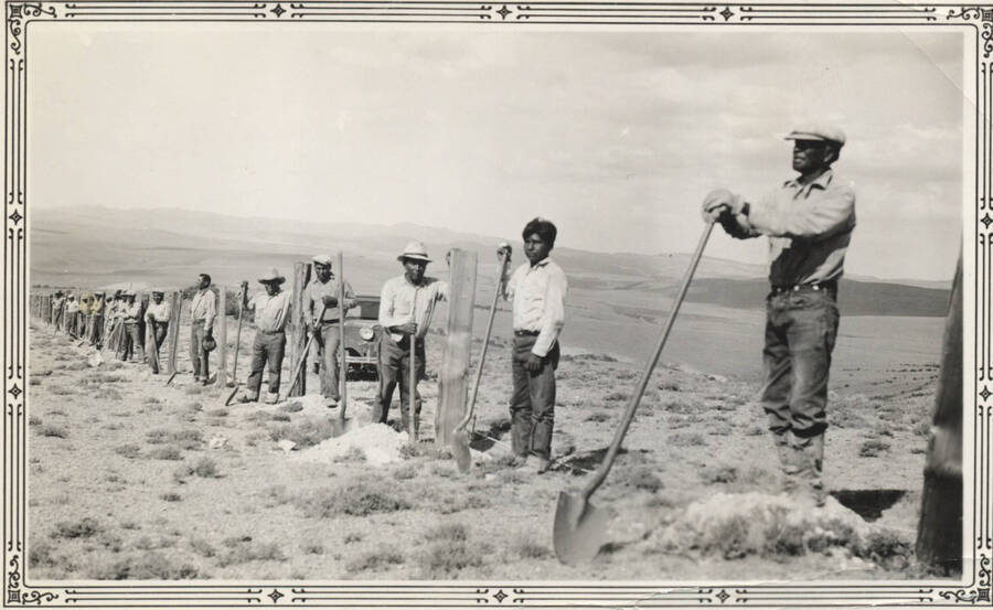 Work crew in long line, building fence holes with shovels, Fort Hall camp