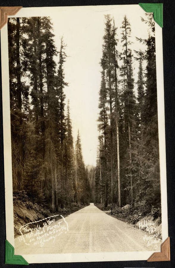 Picture of long gravel road through tall trees. Caption: 'Through the St. Joe National Forest on North & South Highway'. Floyd Foto, Moscow, Idaho. From the Paul Saft photographic album, SCS-1, C-1503, 1938-39, depicting camp life, taken mostly in the Moscow, Lewiston, Robinson Lake area, 1938-19