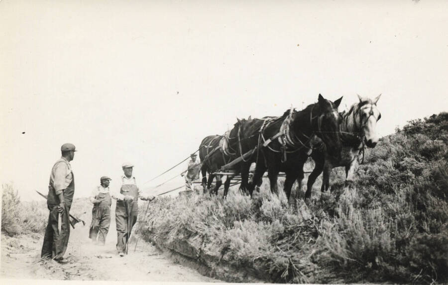 Four-man work group with four-horse plow, clearing road, Fort Hall camp