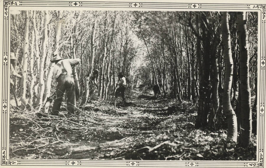 Work crew clearing road through stand of trees, Fort Hall camp