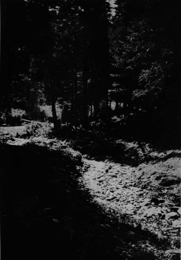 View of a path Ina Quist Davis identifies as, "A path near Alice and Lydell's camp in Beaver." This would make it a path near the lieutenant's tents.