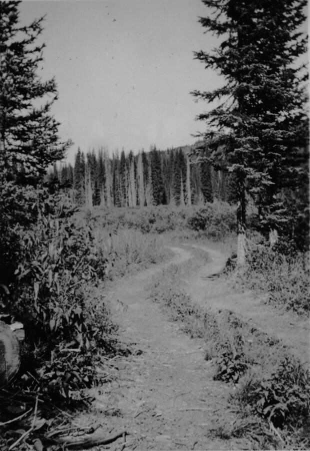 Ina Quist Davis's handwritten picture caption in her photo album says, "Road leading to Alice [Quist Davis] and Lydell [Davis] camp in Beaver."