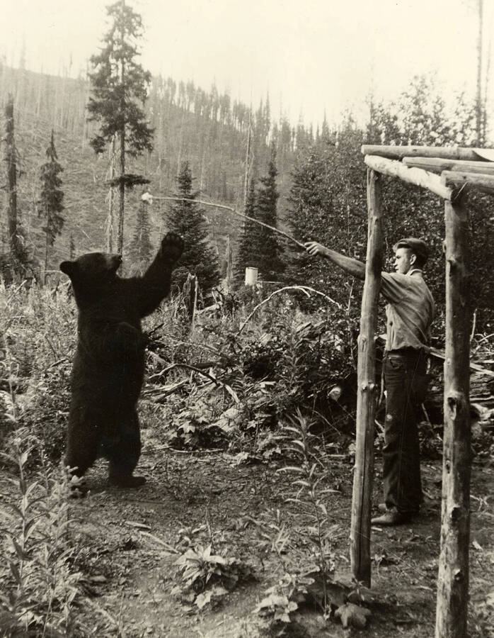 Elton (Al) Dawson feeds a black bear from a stick near Independence Creek CCC Camp. Back of photo reads: 'Independence Creek 1939 Elton and old 'Bill''.