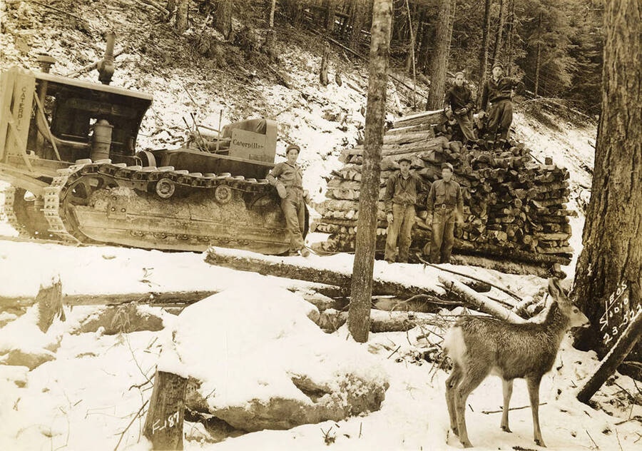 Group photo of a CCC work crew, and a caterpillar tractor hauling a load of cordwood for firewood, in the woods posed with a deer near St. Joe River CCC Camp, F-187, Company 1239. Writing on tractor reads: 'Caterpillar'. Writing on the photo reads: 'F-187 Leo's Studio'. Back of photo reads: 'St. Joe River F-187'.