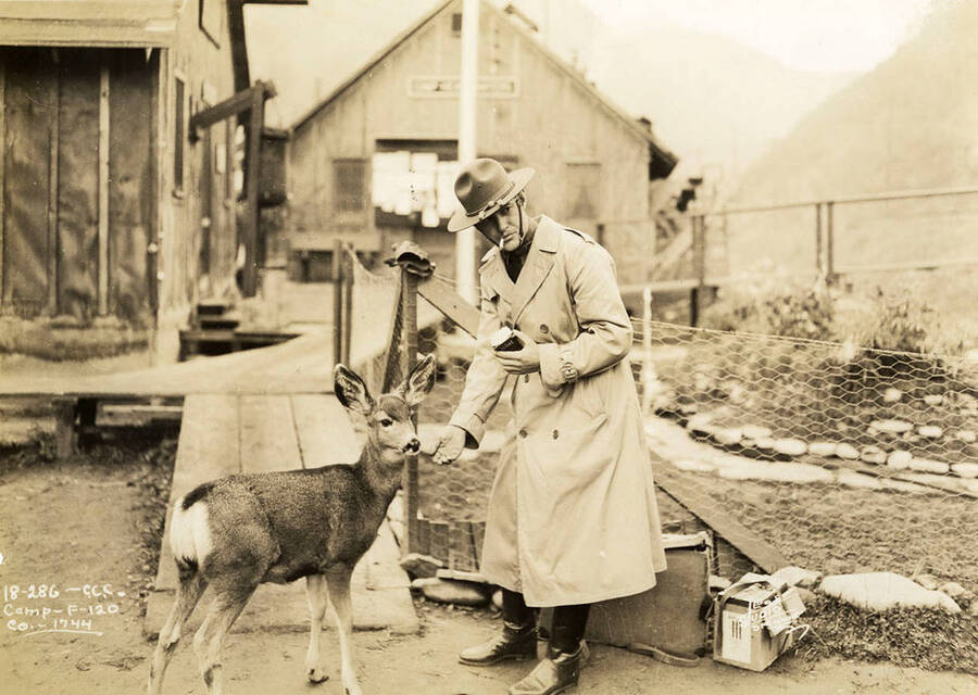 Photo of a CCC man posed with a deer at the Avery CCC Camp, F-120, Company 1744. Writing on the photo reads: 'CCC Camp F-120 Company 1744 Leo's Studio Spokane'. Back of photo reads: 'Avery'.