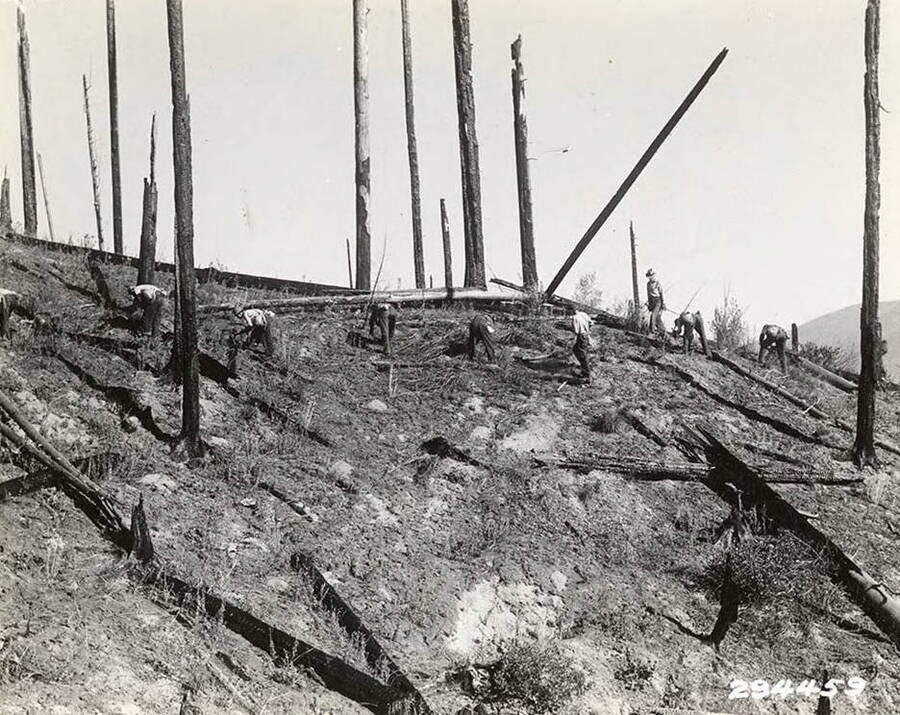 Group photo of a CCC replanting crew being overseen by an officer. Burned logs and dead snags dominate the landscape. Photo taken on the slopes above the Coeur d'Alene River, burned by the McPherson fire of 1931. Photo taken in October of 1934.
