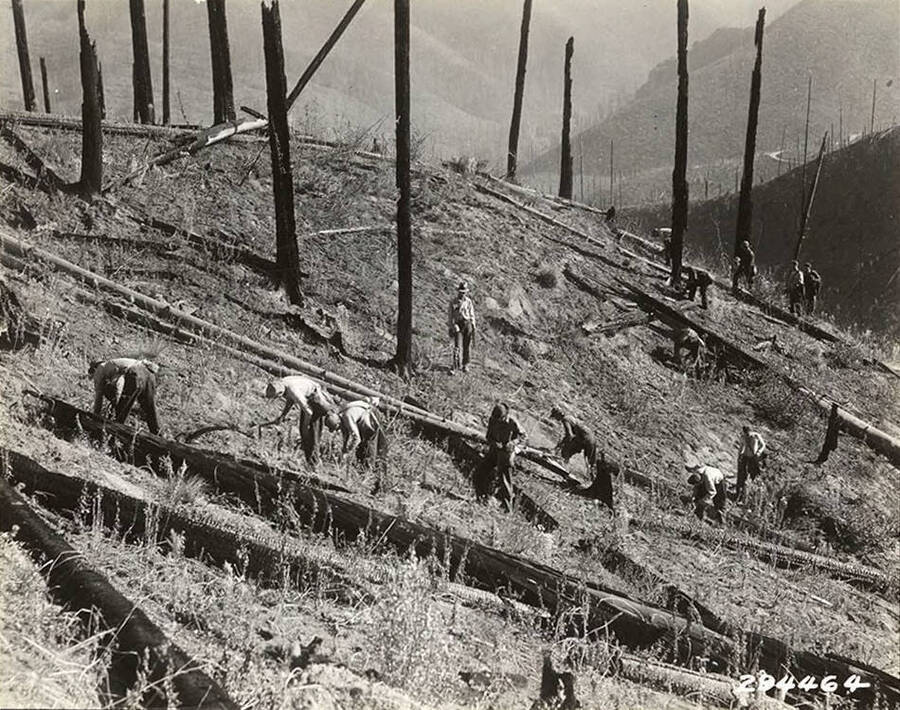 Group photo of a CCC replanting crew being overseen by an officer. Burned logs and dead snags dominate the landscape. Photo taken on the slopes above the Coeur d'Alene River, burned by the McPherson fire of 1931.