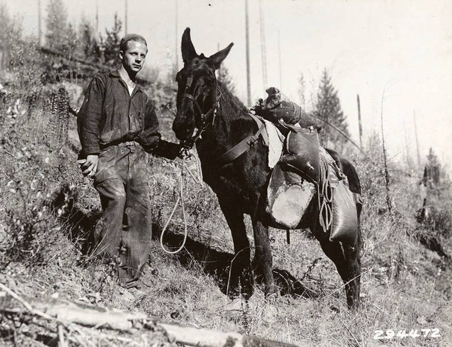 A CCC man and a mule pose for a photo in the Coeur d'Alene National Forest. The mule is carrying saplings for the CCC crew to plant and water for them to drink. Front of photo says: 'Mule taking trees and water to boys on the job. Coeur d'Alene National Forest 1934'.