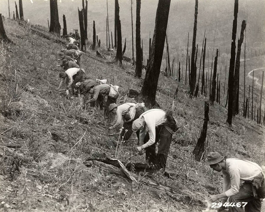 Group photo of a CCC replanting crew. Burned logs and dead snags dominate the landscape. Photo taken on the slopes above the Coeur d'Alene River, burned by the McPherson fire of 1931.