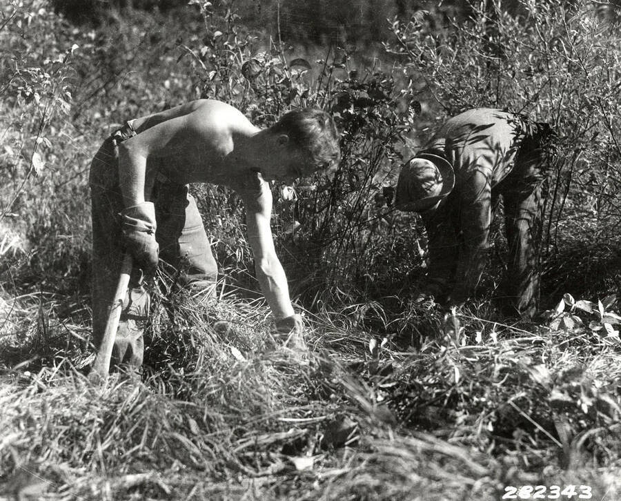 Two CCC men digging up ribes (wild currant) in an attempt to curb blister rust. Back of photo says: 'St. Joe National Forest. Boys from camp F-44 grubbing out ribes on Merry Creek as blister rust control measure. Photo by K.D. Swan September 1933'.