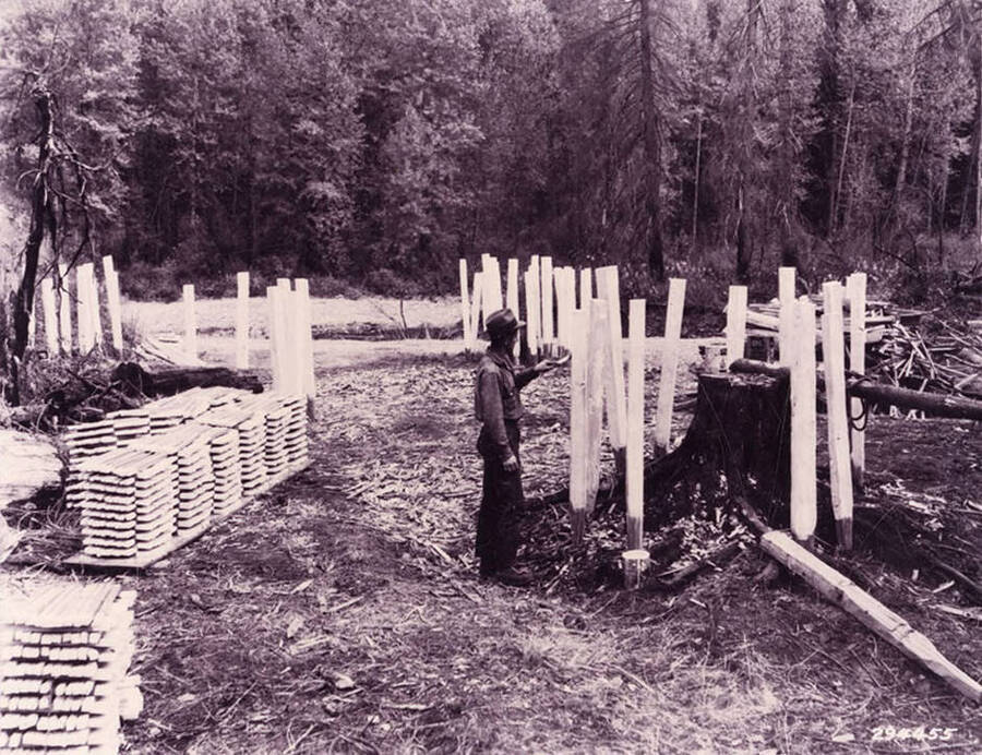 CCC man from Camp Nowhere painting stakes to use in replanting. Front of photo says: 'CCC boy from Camp Nowhere painting stakes to mark forest plantation.' Back of photo says: 'CCC boy Camp Nowhere Coeur d'Alene National Forest 1934'.