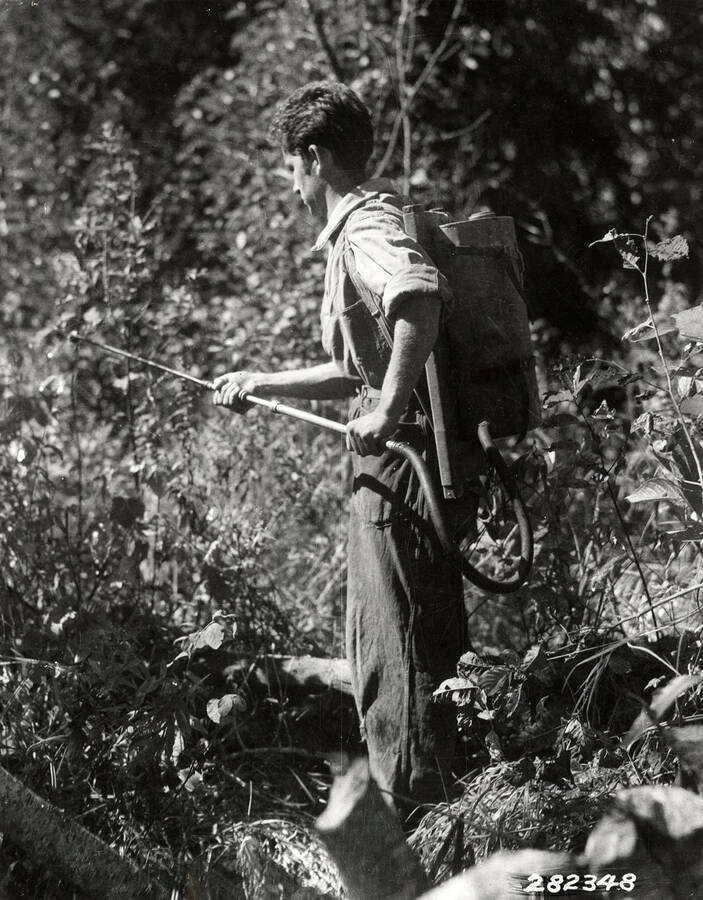 CCC man from Emerald Creek spraying atlacide (weed killer) onto ribes in an attempt to curb blister rust. Back of photo says: 'St. Joe National Forest. Spraying ribes with atlascide. Boy from camp F-42. Photo by K.D. Swan September 1933'.