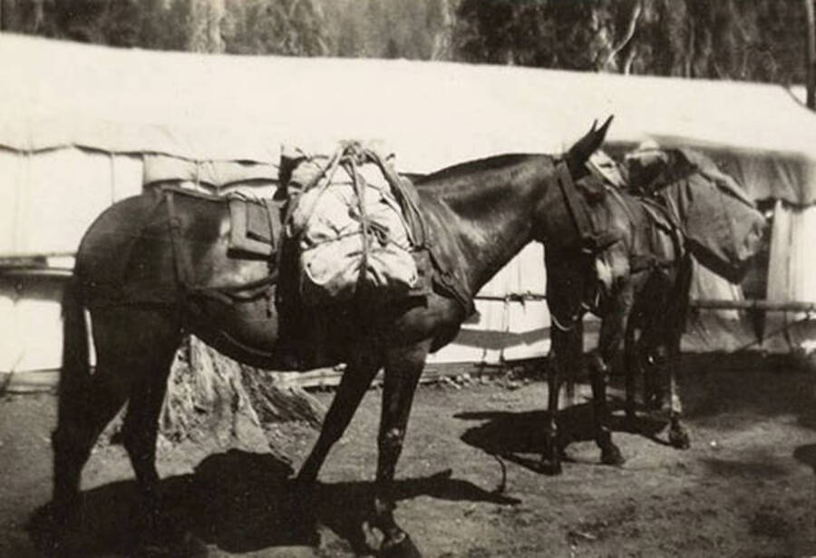 Two loaded pack mules stand in front of a CCC tent. The mule in the foreground is presumably named Rosie. The back of the photo reads: 'Rosie, Bird Creek Spike Camp. St. Joe Forest, Idaho. August 29, 1938.'