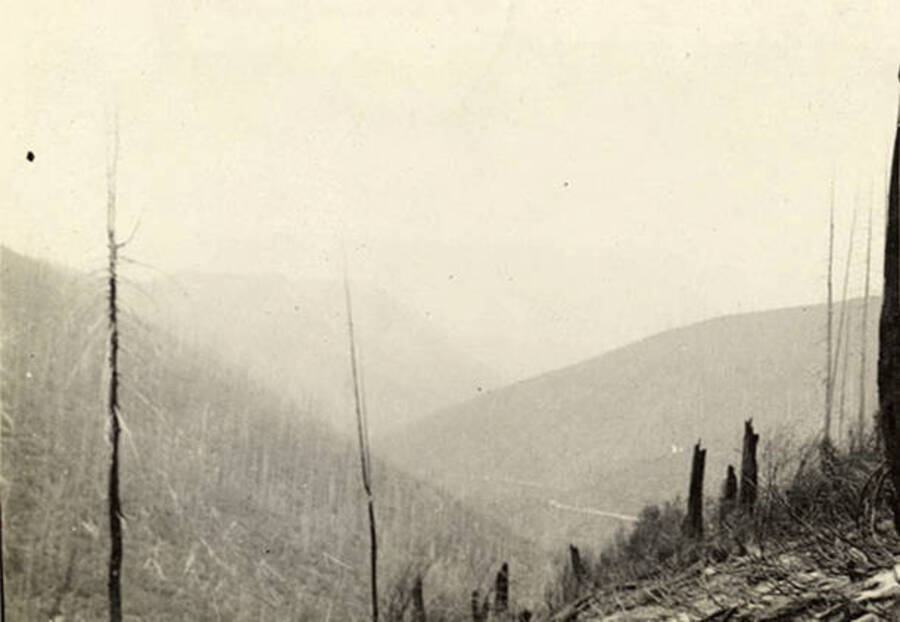 A photograph of the landscape through the fog outside of the CCC Camp. The forest has been laid to waste by a forest fire.