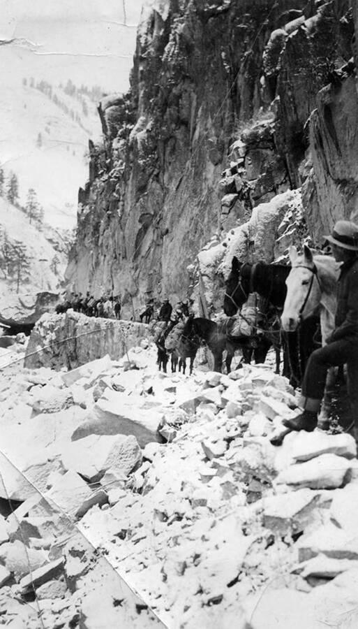 Men at work leading a pack train on a mountainside road. Riggins, Idaho.