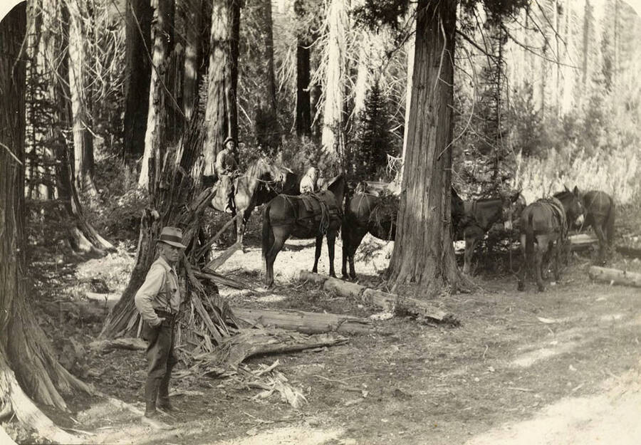 Men, horses, and mules in the forest. A pack train on its way through the woods. The man in front may be Herb VanKirk. Back of the photo reads: 'CCC Avery, Idaho. 1938 Herb VanKirk.'