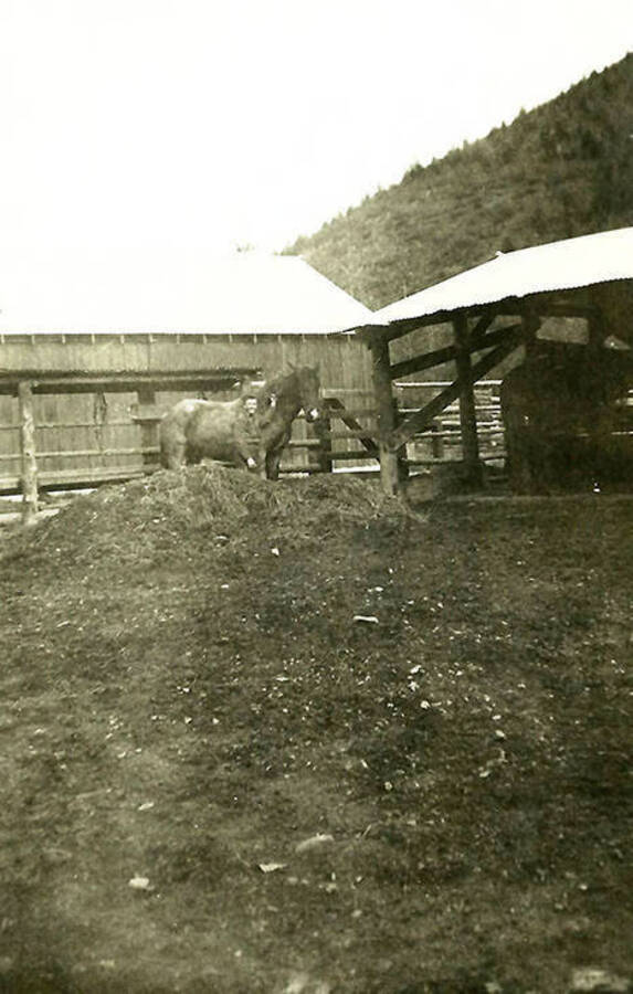 A CCC man stands in the yard with a horse. CCC Camp Big Creek #2, F-132. Back of the photo reads: 'The old corral. One of our work team.'