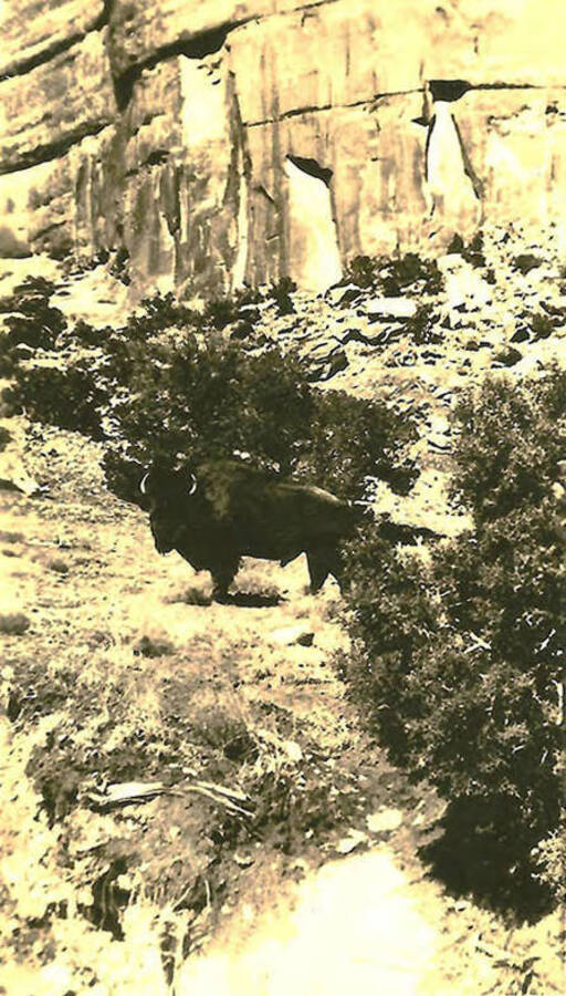 A photograph of a bison in front of a rocky landscape. Back of photo reads: 'Here is a few more pictures that was taken out west. Big old fellow, all alone. Probably looking for mama buffalo.'