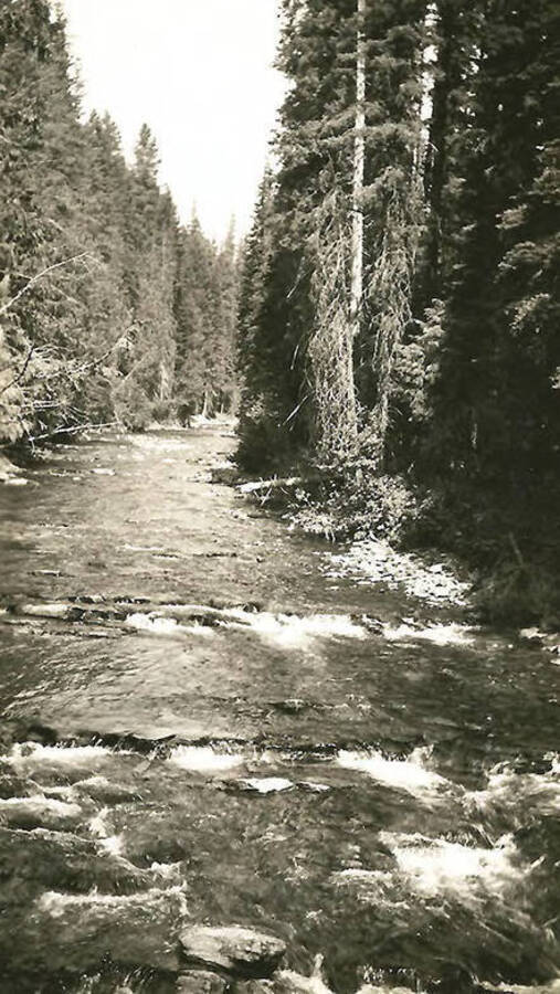 A view upstream of a creek with towering trees on either side near CCC Camp Big Creek #2, F-132.