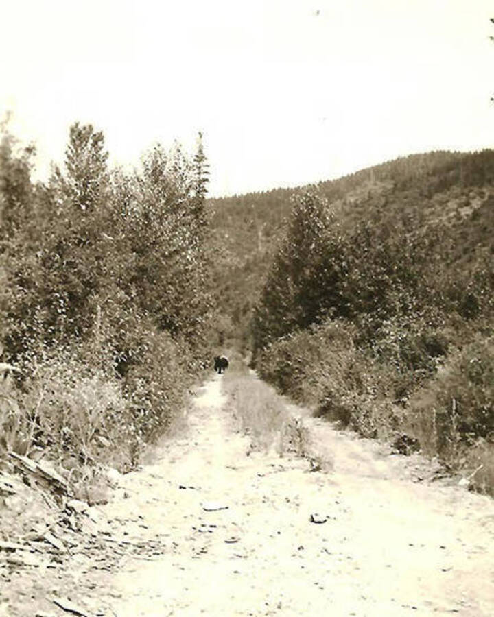 A bear can be see running down an overgrown dirt road. Back of the photo reads: 'Some highway near camp, a bear is ambling along, probably heading for the garbage dump.'