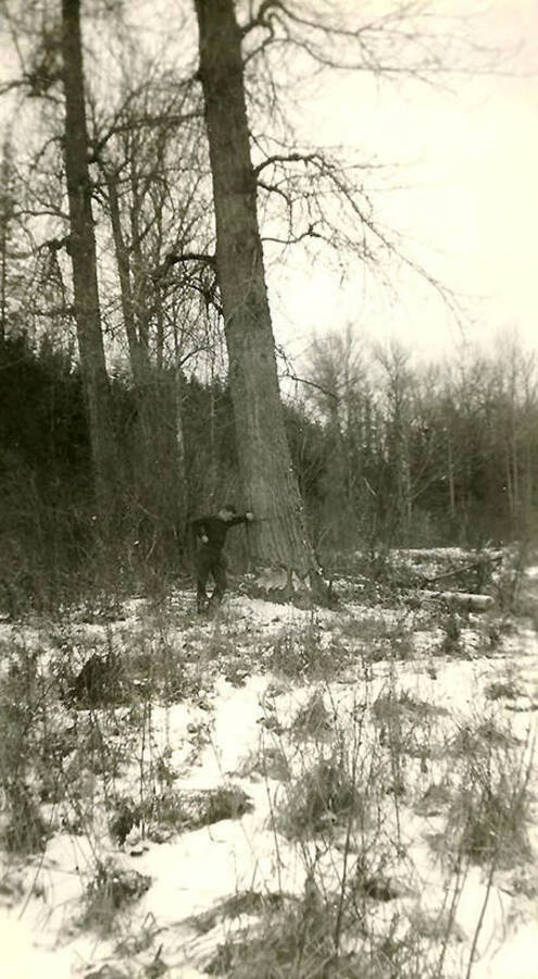 A CCC man leans against a tree in the middle of the snow-covered woods. The tree has ax-marks at the base and presumably the man is going to finish chopping it down. Back of the photo reads: 'Small stick of wood'.