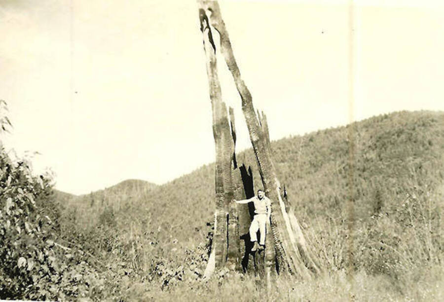 A CCC man stands inside a large burnt-out tree trunk in the middle of a field. Back of the photo reads: 'A stump left from the 1910 fire which burned from state of Washington all the way through Idaho to western edge of Montana. A strip 50 to 75 miles wide. It destroyed almost all the virgin timber.