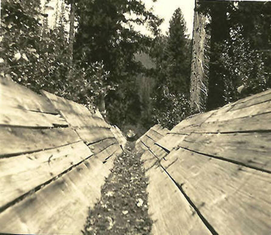 A photograph down an abandoned flume. Back of the photo reads: 'An old 'Flume' for skidding logs off the mountain.'
