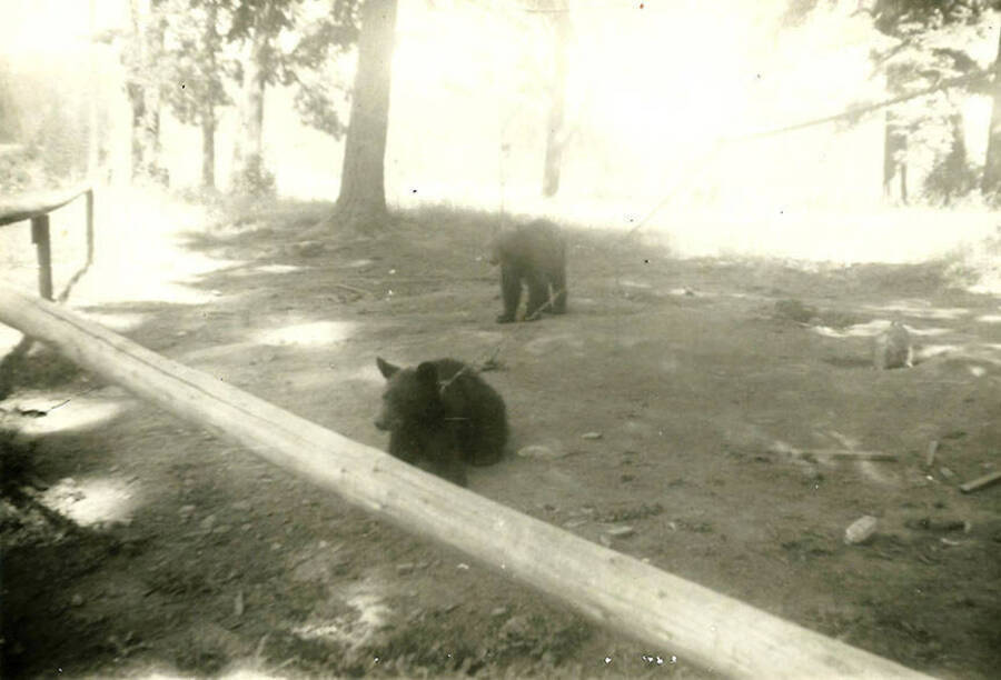 Two bear cubs tied to a tree and behind a fence. Back of the photo reads: 'Our neighbors and playmates/near camp'