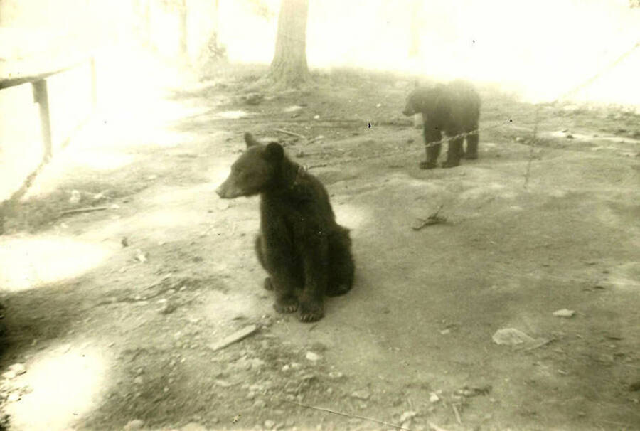 Two bear cubs tied to a tree and behind a fence. Back of the photo reads: 'Friendly little fellows but still wild animals. Dad labeled the album photo - Our friends and playmates tied up for safety.'