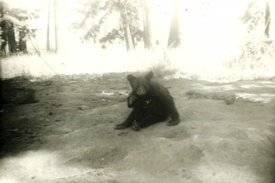 A bear cub tied to a tree, sitting in front of the woods. Back of the photo reads: 'More neighbors Album title was 'I think I'll sit this one out'.'